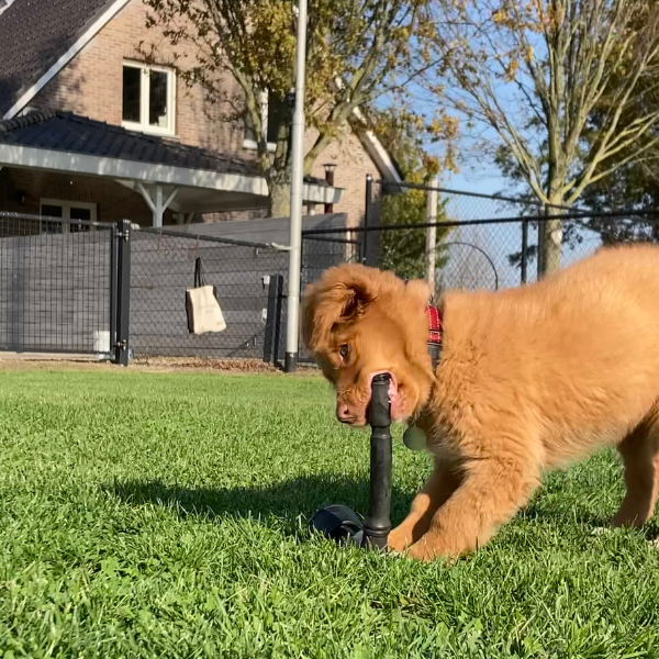 Gratis Puppypakket (enkel afhalen) The Dog Company