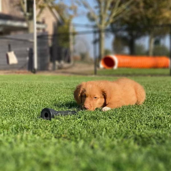 Gratis Puppypakket (enkel afhalen) The Dog Company